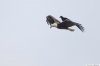 o-CROW-RIDING-EAGLE-900.jpg.jpeg