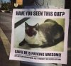 Have-You-Seen-This-Cat.jpg