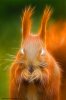 demon_squirrel_by_seawhisper.jpg