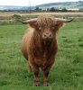Highland_Cattle_bull.jpg