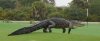 HT_alligator_golf_course_2_jtm_150311_12x5_1600.jpg