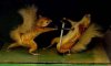 duellingsquirrels.jpg