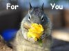 squirrelflower.jpg