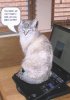 cat-on-the-computer-e1268377870570.jpg