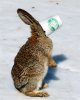 coffee rabbit.jpg