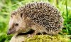 hedgehog-garden-RSPCA-573919.jpg