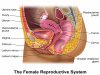 the-female-reproductive-system.jpg