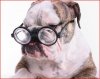 bulldog wearing glasses.jpg