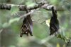 bat-hangs-upside-down-from-a-tree.jpg