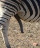 zebras-photo-u2.jpg