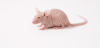 Nude-Mouse1-W500png.png