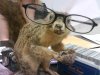 a.aaa-Squirrel-in-glasses.jpg