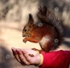 squirrel-eating-nuts-girls-hand-41037676.jpg