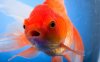 goldfish_3353046b.jpg