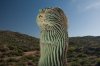 crested-saguaros-6[2].jpg