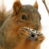 SquirrelCamera.jpg