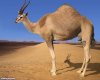 Antelope-Camel-60693.jpg