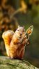 squirrelcrackingnut.jpg