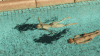 Sc01c-swim.gif