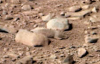 Squirrel-on-Mars.png