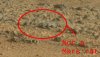 Not-A-Mars-Rat-640x371.jpg