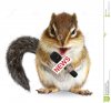 funny-animal-squirrel-news-microphone-white-61319724.jpg