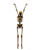 skeleton070.png