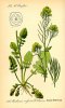 800px-Illustration_Barbaraea_vulgaris0.jpg