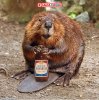 Canadian-Beaver-with-Beer-68138.jpg