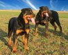 72b0c1528836b64932b6d2ba5c33c04f--rottweiler-pictures-rottweiler-love.jpg