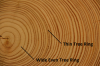tree_rings_3a.png