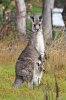 Kangaroo_and_joey03.jpg