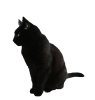 Black_cat_png_by_camelfobia-d5jpxce.png