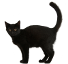 BlackCat001.png