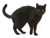 BlackCat003.png