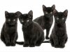 4 black cats.jpg