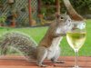 squirrelandwine.jpg