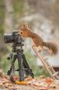 camerasquirrel3.jpg