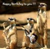 BdayMeerkats.jpg