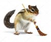 funny-chipmunk-holding-broom.jpg