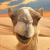 Coolcamel3.jpg