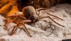 six-eyed-sand-spider.jpg