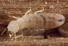 Drywood-Termite-worker.jpg