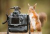 squirrel-camera-photograph.jpg