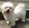 solid-white-maltese-dog (335 x 324)-min-335x324.jpg