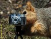squirrel-with-a-camera-squirrels-30656009-450-349.jpg