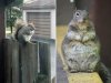fat-squirrel.jpg