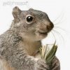Money-squirrel1.jpg