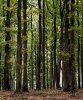 1015138_Oak_trees_in_the_Tronais_forest_Allier_France___The_largest_oak_forest_in_Europe_the_t...jpg