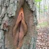 pussy-tree.jpg